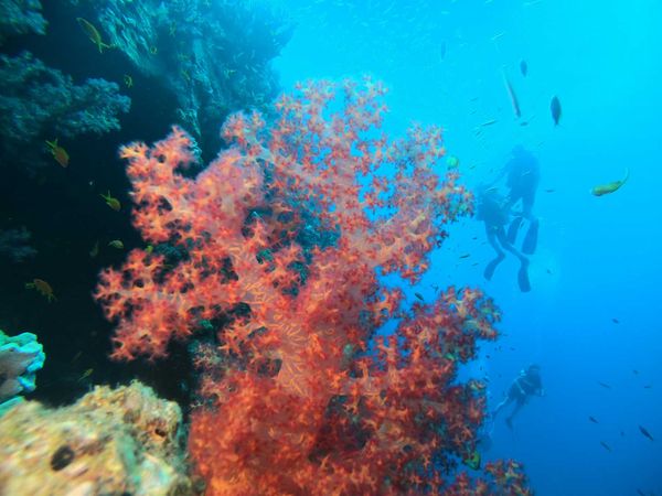 Cinq endroits que vous devez visiter quand vous voyagez à Hurghada - Egypte