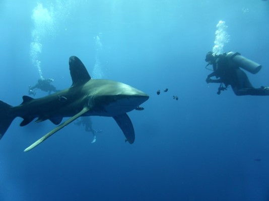 Que peut-on sentir en voyant un requin? 